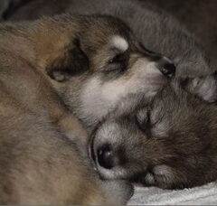 Foto 6 van de pups