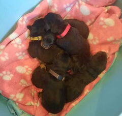 Foto 2 van de pups