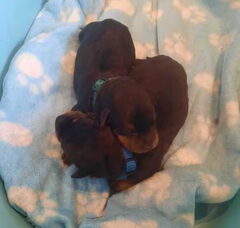 Foto 3 van de pups