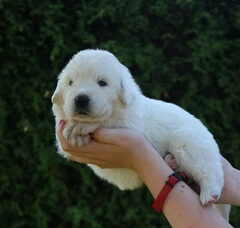 Foto 2 van de pups