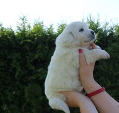 Foto 3 van de pups