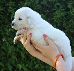 Foto 4 van de pups