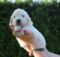 Foto 5 van de pups