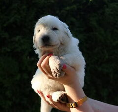 Foto 6 van de pups