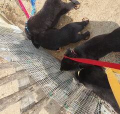 Foto 4 van de pups