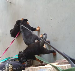 Foto 5 van de pups