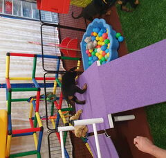 Foto 6 van de pups