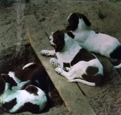 Foto 3 van Epagneul Francais kennel Nijegaster Greiden