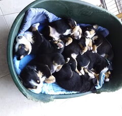 Foto 3 van de pups