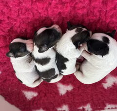 Foto 2 van de pups
