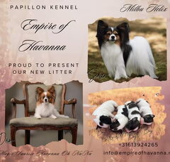 Foto 3 van de pups