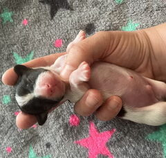 Foto 4 van de pups