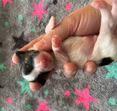 Foto 5 van de pups