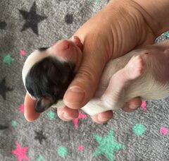 Foto 6 van de pups