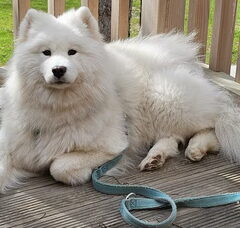 Foto 4 van A Tail of Ice&Floof