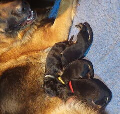 Foto 2 van de pups