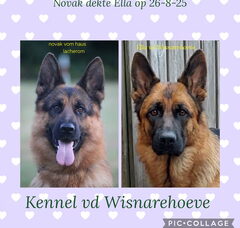 Foto 3 van de pups