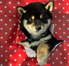 Foto 2 van American Triumph Shiba Inu Belgie