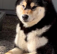 Foto 3 van American Triumph Shiba Inu Belgie