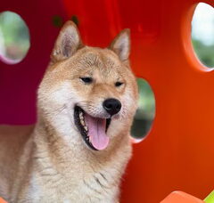 Foto 4 van American Triumph Shiba Inu Belgie