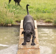 Foto 2 van de pups