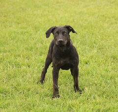 Foto 3 van de pups