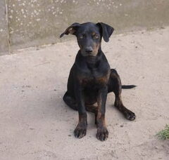 Foto 4 van de pups