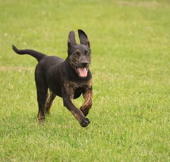 Foto 5 van de pups