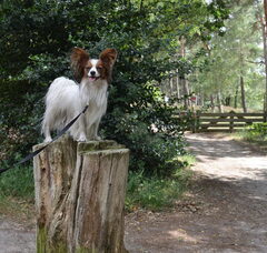 Foto 2 van Leoskarna's