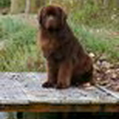 kennel Procyon l'etoile du lac
