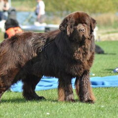 kennel Procyon l'etoile du lac