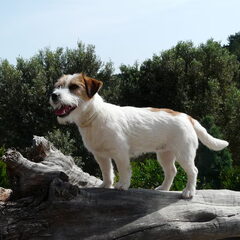 Baci, JRT kennel van 't