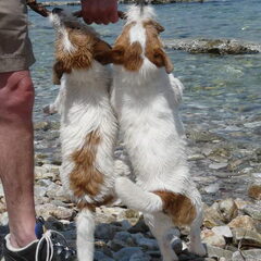 Baci, JRT kennel van 't