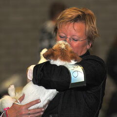 Baci, JRT kennel van 't