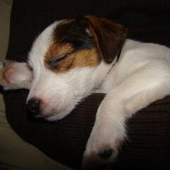 Baci, JRT kennel van 't