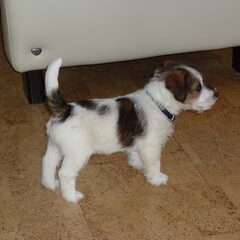 Baci, JRT kennel van 't