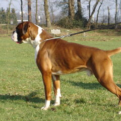Boxers van het Twentse Ros