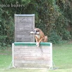 Boxers van het Twentse Ros