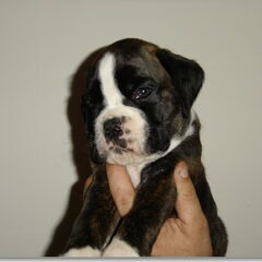 Boxers van het Twentse Ros