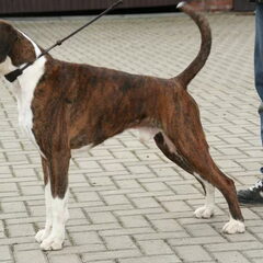Boxers van het Twentse Ros