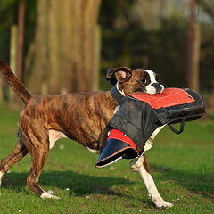 Boxers van het Twentse Ros