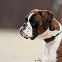 Boxers van het Twentse Ros