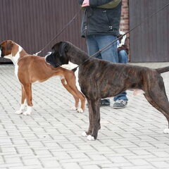 Boxers van het Twentse Ros
