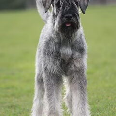 peper en zout Riesenschnauzerkennel van de Telgthoeve, Trea Kroeske