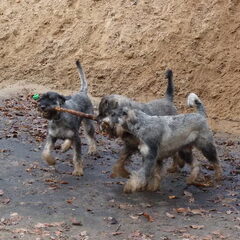 peper en zout Riesenschnauzerkennel van de Telgthoeve, Trea Kroeske