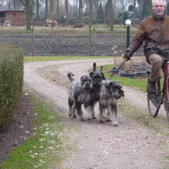 peper en zout Riesenschnauzerkennel van de Telgthoeve, Trea Kroeske