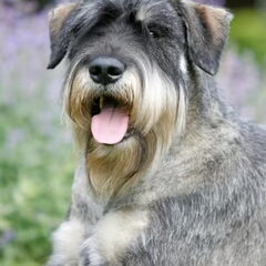 peper en zout Riesenschnauzerkennel van de Telgthoeve, Trea Kroeske