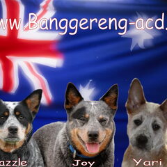 Banggereng-ACD