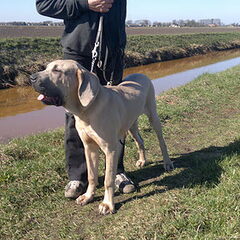 Fila Brasileiro Kennel Edmundo Holland