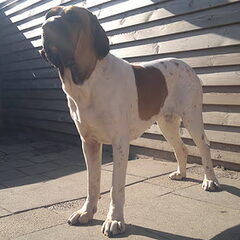 Fila Brasileiro Kennel Edmundo Holland